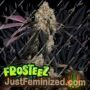 Zangria by Frosteez Farmz Cannabis Seeds For Sale at Just Feminized