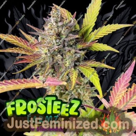 StarBurzt Auto by Frosteez Farmz Cannabis Seeds For Sale at Just Feminized