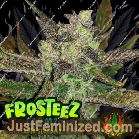 Slurpeez Auto by Frosteez Farmz Cannabis Seeds For Sale at Just Feminized