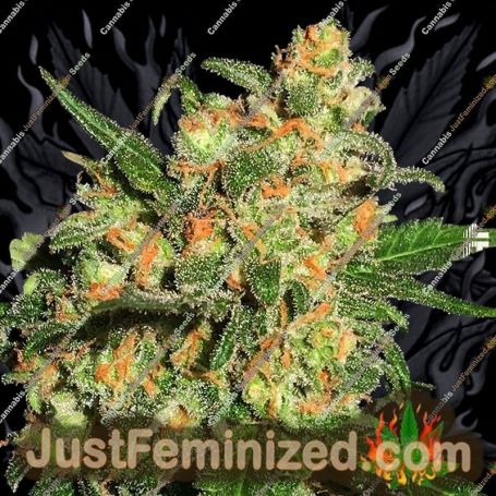 Bruce Banner No.3 by BSB Genetics Cannabis Seeds For Sale at Just Feminized