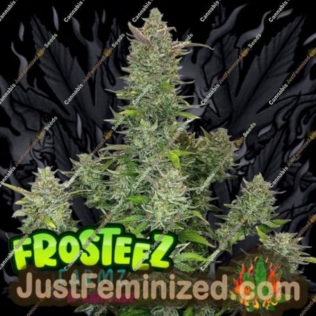 AirHeadz Auto by Frosteez Farmz Cannabis Seeds For Sale at Just Feminized