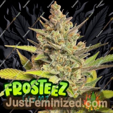 PopTartz Auto by Frosteez Farmz Cannabis Seeds For Sale at Just Feminized
