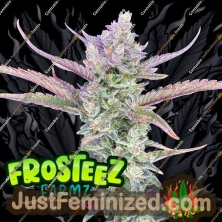 Cup Cakez Auto by Frosteez Farmz Cannabis Seeds For Sale at Just Feminized