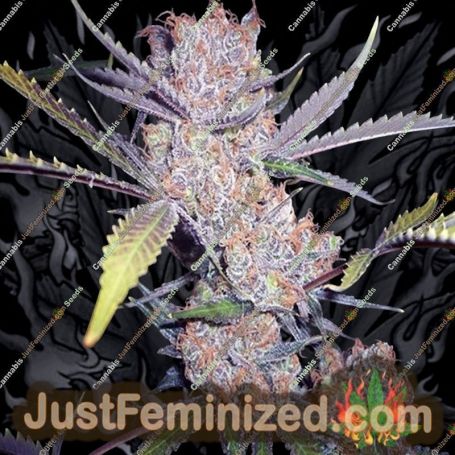 Purps by 710 Genetics Cannabis Seeds For Sale at Just Feminized