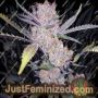Purps by 710 Genetics Cannabis Seeds For Sale at Just Feminized