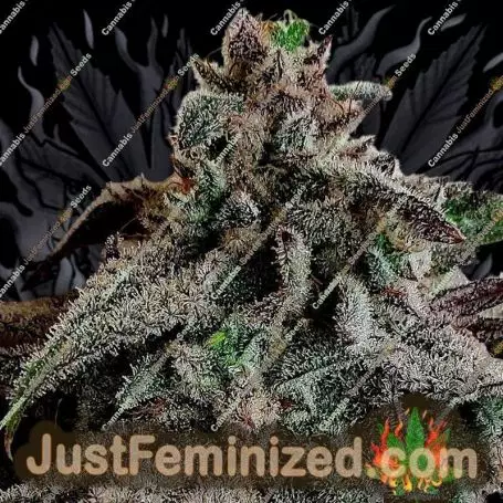 Oreo Pancakes by Holy Smoke Seeds Cannabis Seeds For Sale at Just Feminized