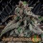Oreo Pancakes by Holy Smoke Seeds Cannabis Seeds For Sale at Just Feminized
