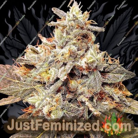 Mint Driver by Holy Smoke Seeds Cannabis Seeds For Sale at Just Feminized