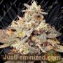 Mint Driver by Holy Smoke Seeds Cannabis Seeds For Sale at Just Feminized
