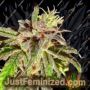 Jelly Cakes by Holy Smoke Seeds Cannabis Seeds For Sale at Just Feminized
