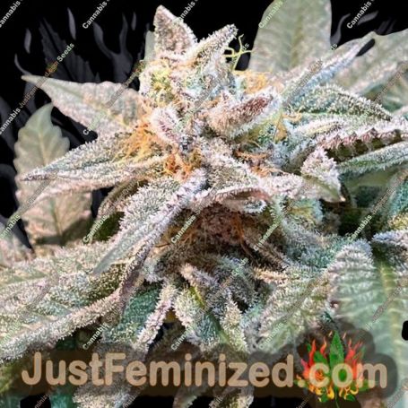 The Pedigree by Dark Horse Genetics Cannabis Seeds For Sale at Just Feminized