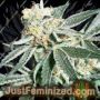 Royal Hulk by Dark Horse Genetics Cannabis Seeds For Sale at Just Feminized