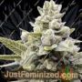 Grimm Glue by Brothers Grimm Cannabis Seeds For Sale at Just Feminized