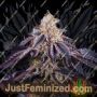 Baked in Paris by Perfect Tree Seeds Cannabis Seeds For Sale at Just Feminized