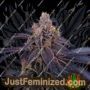 Granita by Perfect Tree Seeds Cannabis Seeds For Sale at Just Feminized