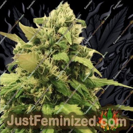 Critical Plus Auto by BSB Genetics Cannabis Seeds For Sale at Just Feminized