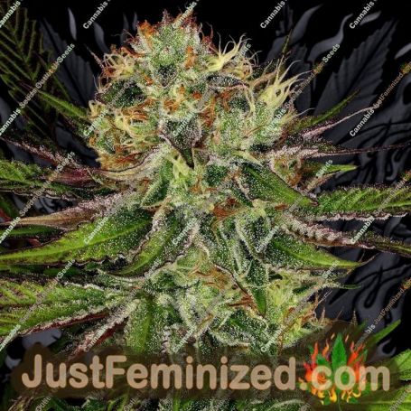 Chocolate Wafflez by Paradise Seeds Cannabis Seeds For Sale at Just Feminized
