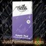 Delight by Paradise Seeds Cannabis Seeds For Sale at Just Feminized