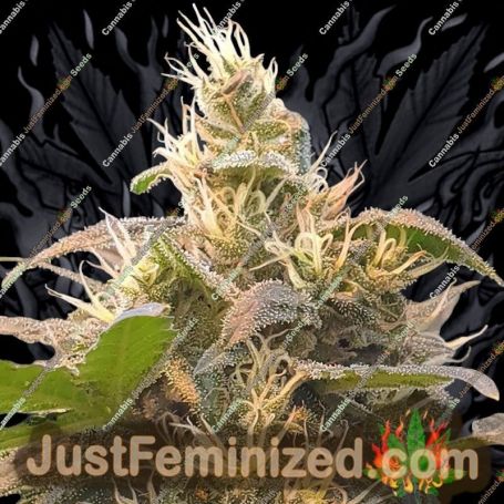 Energy by Paradise Seeds Cannabis Seeds For Sale at Just Feminized