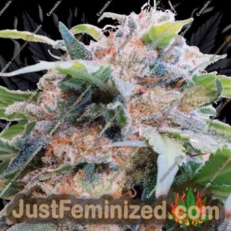 Dream by Paradise Seeds Cannabis Seeds For Sale at Just Feminized