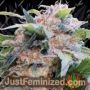 Dream by Paradise Seeds Cannabis Seeds For Sale at Just Feminized