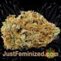 Dream by Paradise Seeds Buds Weed Ganja Skunk Pot Reefer Dope Herb Pics Images