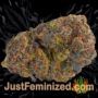 Dream by Paradise Seeds Buds Weed Ganja Skunk Pot Reefer Dope Herb Pics Images