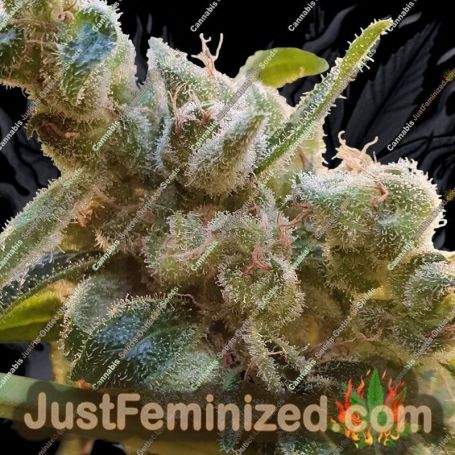 Relax by Paradise Seeds Cannabis Seeds For Sale at Just Feminized