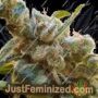 Relax by Paradise Seeds Cannabis Seeds For Sale at Just Feminized
