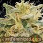 Releaf by Paradise Seeds Cannabis Seeds For Sale at Just Feminized