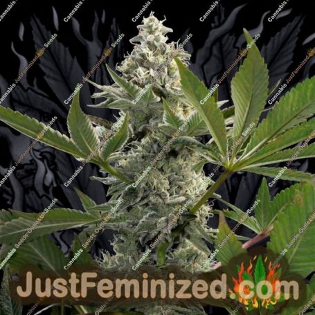 Glow Starz by Paradise Seeds Cannabis Seeds For Sale at Just Feminized