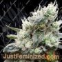 Lemonade Auto by Paradise Seeds Cannabis Seeds For Sale at Just Feminized