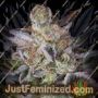 Sweetopia by Paradise Seeds Cannabis Seeds For Sale at Just Feminized
