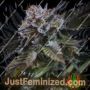 White Noise by Paradise Seeds Cannabis Seeds For Sale at Just Feminized