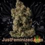 White Noise by Paradise Seeds Buds Weed Ganja Skunk Pot Reefer Dope Herb Pics Images