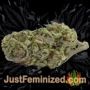White Noise by Paradise Seeds Buds Weed Ganja Skunk Pot Reefer Dope Herb Pics Images
