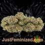 White Noise by Paradise Seeds Buds Weed Ganja Skunk Pot Reefer Dope Herb Pics Images
