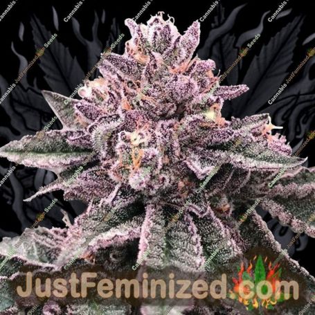 DNA Cake by DNA Genetics Cannabis Seeds For Sale at Just Feminized