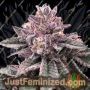 DNA Cake by DNA Genetics Cannabis Seeds For Sale at Just Feminized