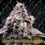 Kosher Pie by DNA Genetics Cannabis Seeds For Sale at Just Feminized
