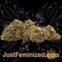 Kosher Pie by DNA Genetics Buds Weed Ganja Skunk Pot Reefer Dope Herb Pics Images