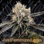 Cataract Cake by DNA Genetics Cannabis Seeds For Sale at Just Feminized