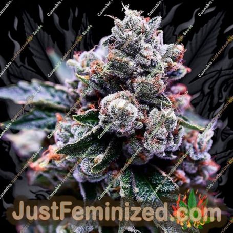 Purple Kosher by DNA Genetics Cannabis Seeds For Sale at Just Feminized