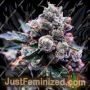 Purple Kosher by DNA Genetics Cannabis Seeds For Sale at Just Feminized