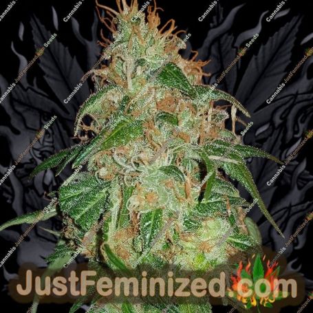 Gelato No.45 by BSB Genetics Cannabis Seeds For Sale at Just Feminized
