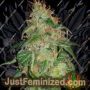 Gelato No.45 by BSB Genetics Cannabis Seeds For Sale at Just Feminized