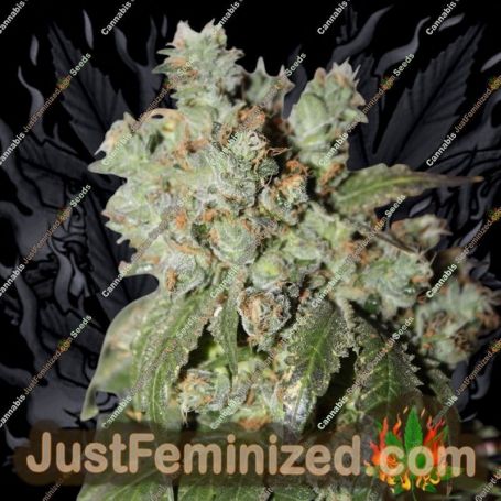 Cataract Kush by DNA Genetics Cannabis Seeds For Sale at Just Feminized
