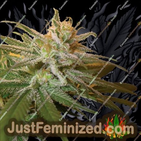 Kushberry by DNA Genetics Cannabis Seeds For Sale at Just Feminized