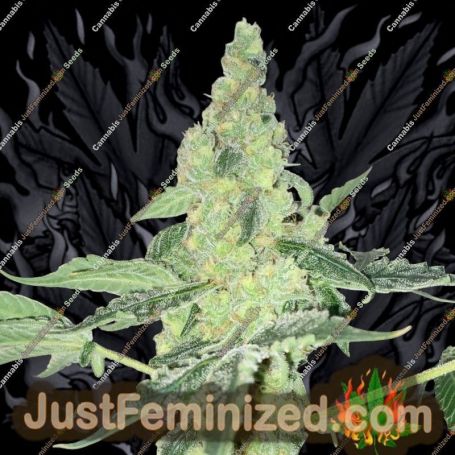 Lemon OG Kush by DNA Genetics Cannabis Seeds For Sale at Just Feminized
