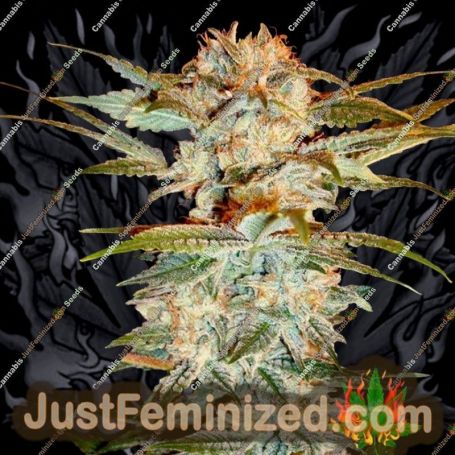 Stacked OG Kush by DNA Genetics Cannabis Seeds For Sale at Just Feminized